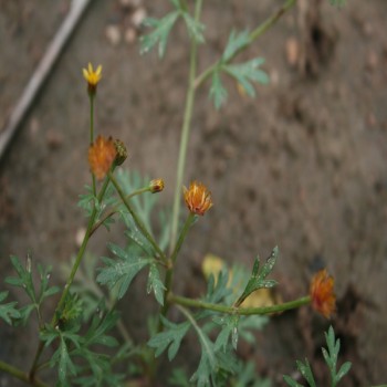 Chrysanthellum (Chrysanthellum Indicum)
